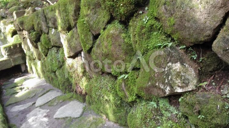 箱根の苔が縛りついた岩 バックグランド,何人もありません,公園の写真素材