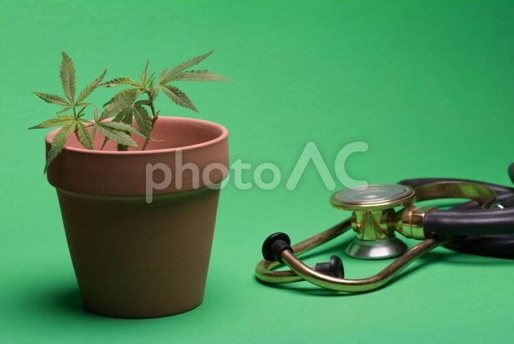 鉢植えの大麻と聴診器16 植物,大麻,葉の写真素材