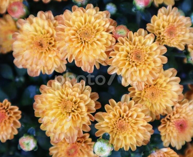 気持ちの探り合い 菊,スプレーマム,かわいいの写真素材
