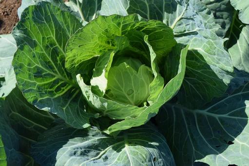 キャベツ畑 山形県庄内 キャベツ畑 山形県庄内 キャベツ畑,キャベツ,野菜の写真素材