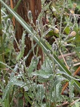 朝露の草木 朝露の草木 朝露,雫,自然の写真素材