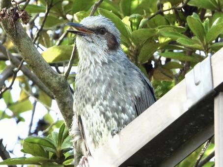 柵の上で鳴くヒヨドリ 柵の上で鳴くヒヨドリの写真