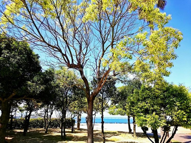 五月の散歩風景/53 樹木,木々,公園の写真素材