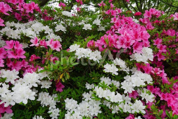 ツツジ ツツジ,花,カラフルの写真素材