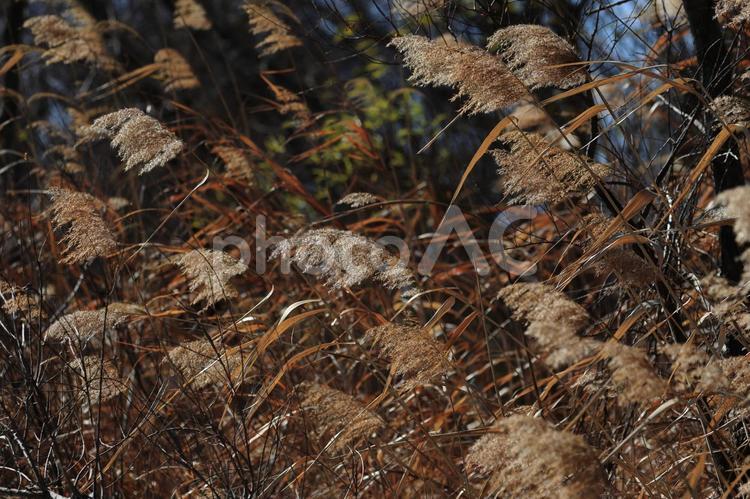 河川敷 河川敷,葦,陽射しの写真素材