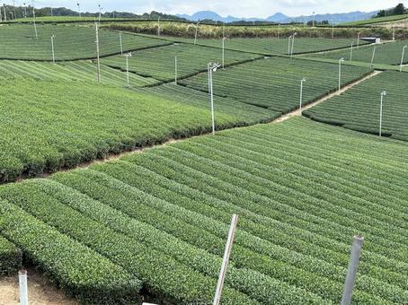 八女中央台茶園の写真