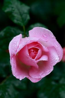Pink Rose, JPG Pink Rose, JPG
