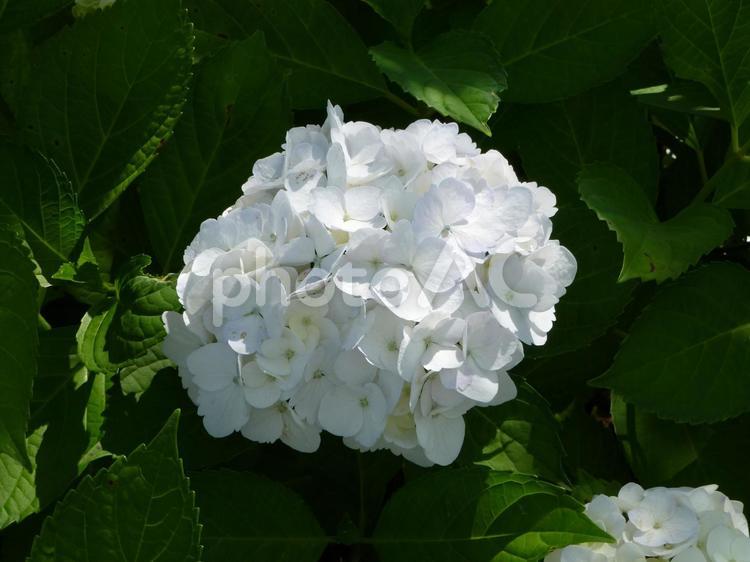 郊外の花壇に咲く白いアジサイの花 アジサイ,花,植物の写真素材