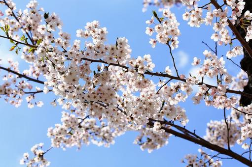逆光が美しい森町の桜の花 逆光が美しい森町の桜の花の写真