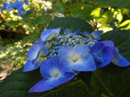 がく紫陽花 青 がく紫陽花 青の写真