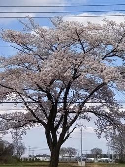 桜 桜の写真