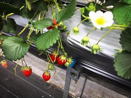 Strawberry Picking 2, JPG Strawberry Picking 2, JPG
