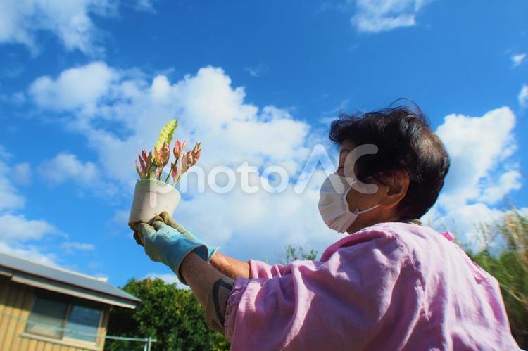 趣味のガーデニング（家庭菜園）を楽しむ元気な高齢者 高齢者,シルバー,元気の写真素材