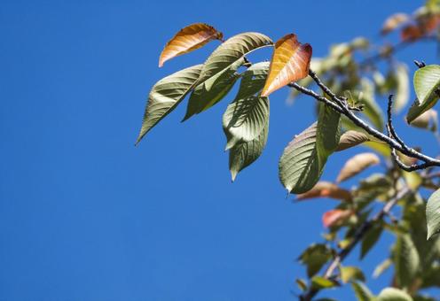秋の兆し2 秋の兆し2 桜,空,木の写真素材