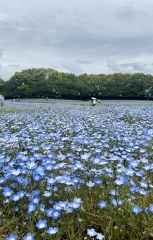 ネモフィラ畑 ネモフィラ,花,花畑の写真素材