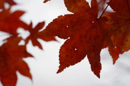 美瑛の紅葉 美瑛の紅葉の写真