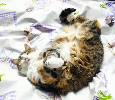 可愛いミケ 可愛いミケの写真