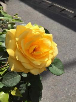 バラ バラ,薔薇,花の写真素材