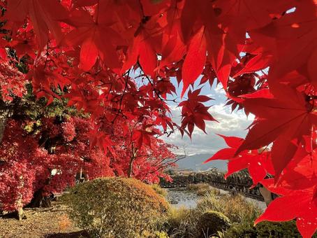 紅葉のトンネル 風景,紅葉,もみじの写真素材