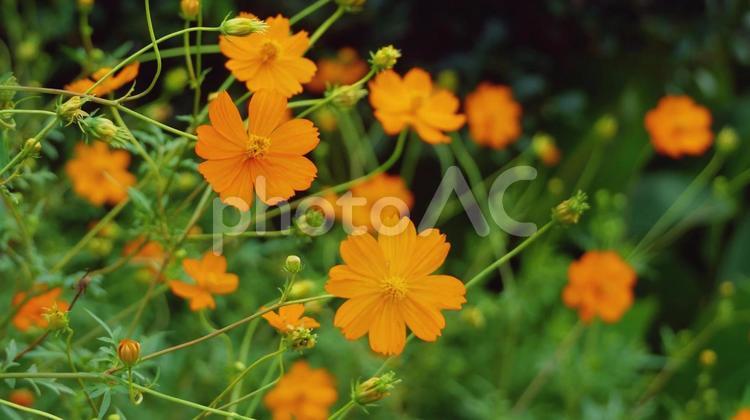 爽やかな秋を彩るキバナコスモス キバナコスモス,秋桜,黄色の写真素材
