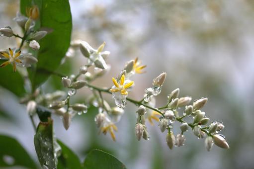 Nandina flowers after the rain, JPG