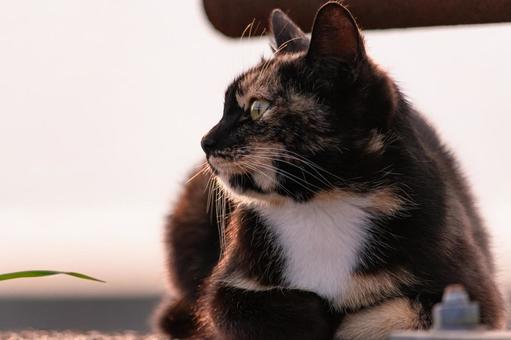 夕暮れに佇む猫 夕暮れに佇む猫 猫,三毛猫,キジトラの写真素材
