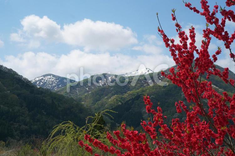 米山とハナモモの里谷根米山と 花桃,ハナモモ,桃の花の写真素材
