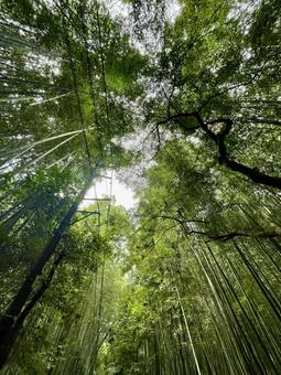 竹林 竹林 竹林,京都,木の写真素材