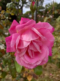 バラ 薔薇 花 バラ,薔薇,花の写真素材