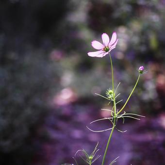 Landscape with cosmos flowers, JPG