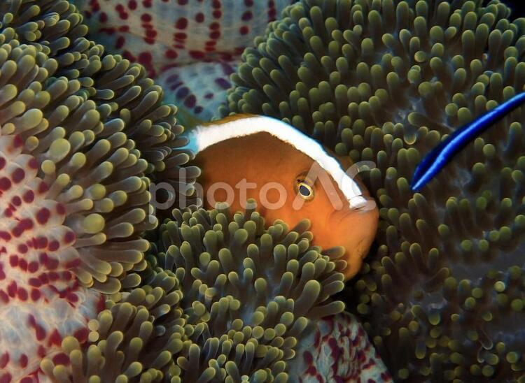 クマノミとイソギンチャク クマノミ,イソギンチャク,魚の写真素材