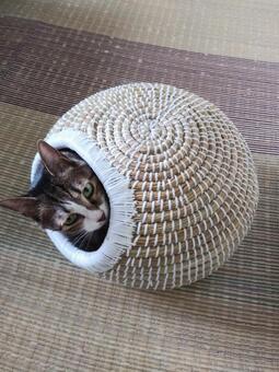 ねこ ねこの写真