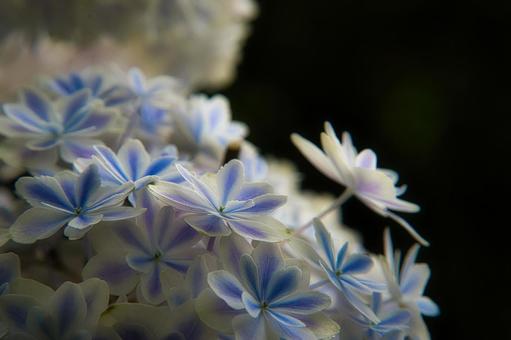 紫陽花 紫陽花の写真