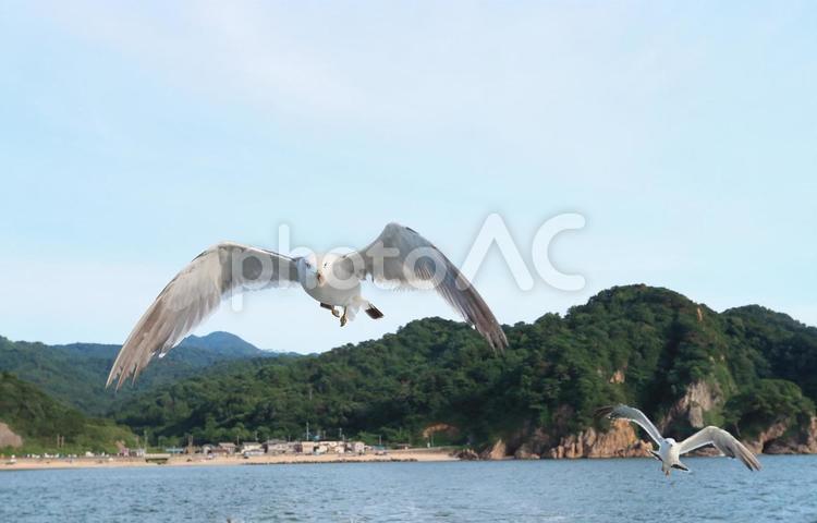 ウミネコ　笹川流れに舞う ウミネコ,海猫,鳥の写真素材