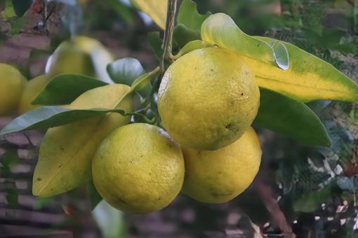 鬼橘 柚子,食べ物,植物の写真素材