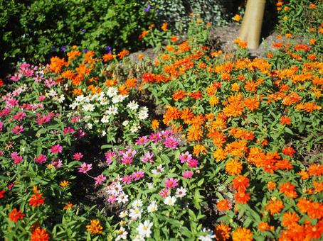 ヒャクニチソウ ジニア,ヒャクニチソウ,百日草の写真素材