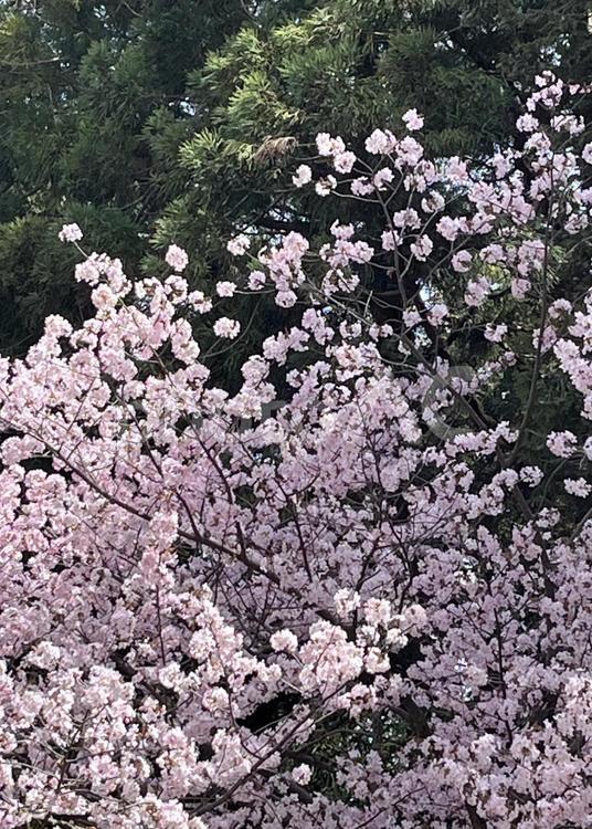 春を感じるピンク色の桜 桜,花,さくらの写真素材