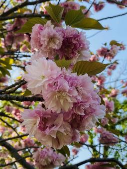 桜 桜の写真