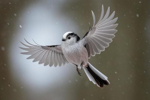 雪の中を羽ばたくシマエナガの写真