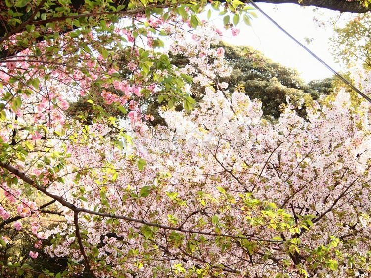 桜と新緑 春,桜,花の写真素材