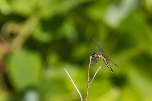 枝に留まるトンボ トンボ,昆虫,とんぼの写真素材