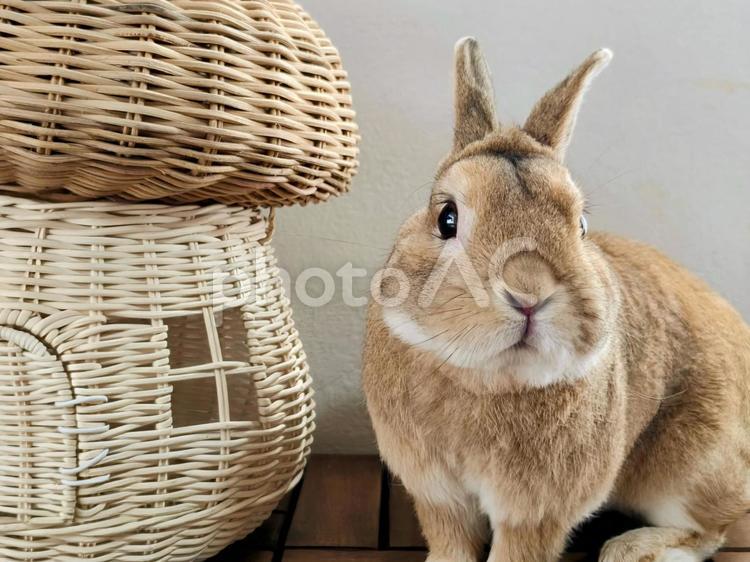 藤のカゴとうさぎ うさぎ,ウサギ,草食動物の写真素材