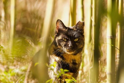 竹林の野良猫 竹林の野良猫 猫,野良猫,ネコの写真素材