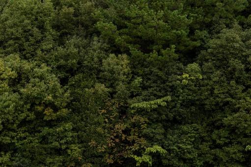 【背景素材】森林、木の写真