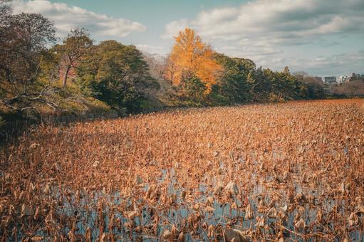 秋の枯れた風景 秋の枯れた風景 秋,枯れた植物,自然の写真素材