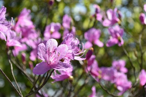 お花 お花の写真