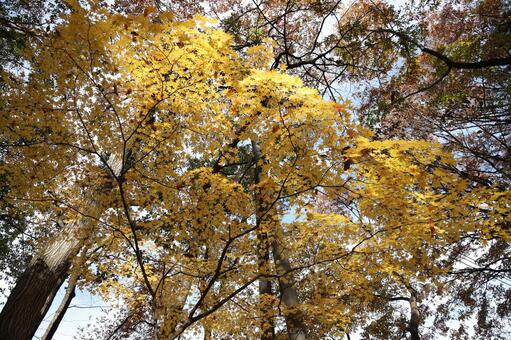 イロハモミジ モミジ,もみじ,イロハモミジの写真素材