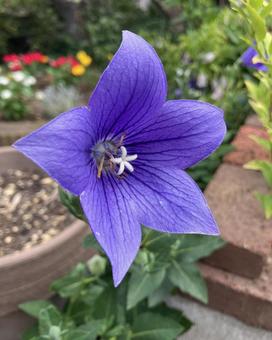 Photo, campanulaceae, flower, summer, 
