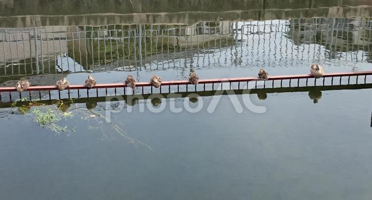 柵の上で休憩しているカモたち カモ,動物,風景の写真素材