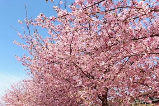 Sakura and blue sky 036, árvore de cereja, cherry blossoms, sakura, JPG